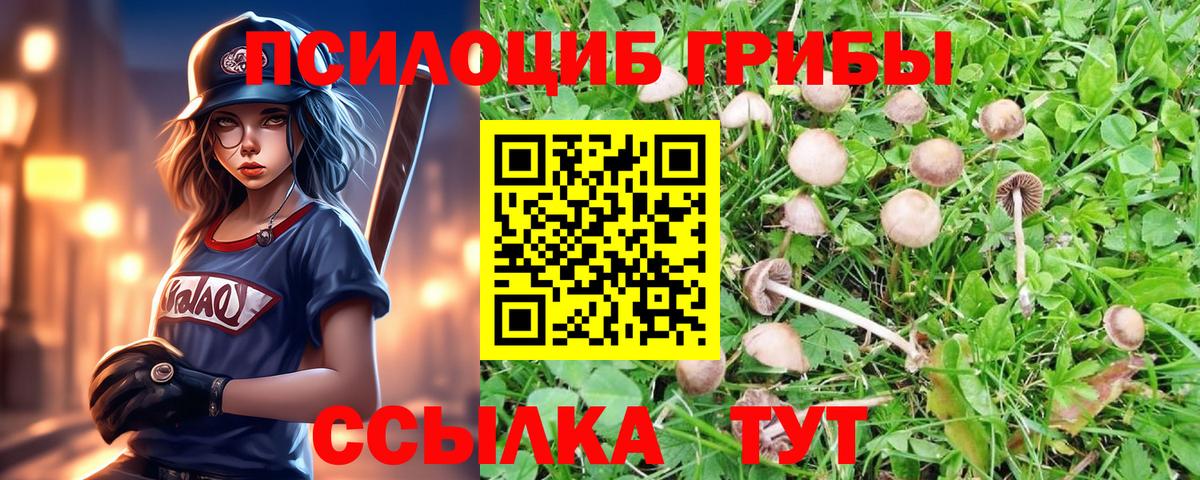 Галлюциногенные грибы Psilocybe Северск